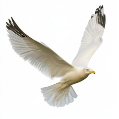 Fototapeta premium Majestic White Bird in Flight with Open Wings Against Clear Sky