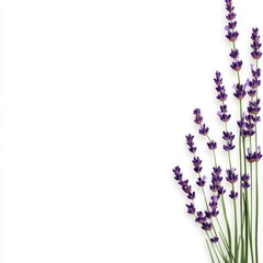 Elegant Lavender Stem on White Background for Natural Beauty
