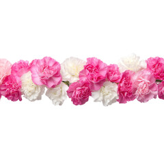 Vibrant Carnations in Bloom with Soft Pink and White Petals for Floral Arrangements and Decorations
