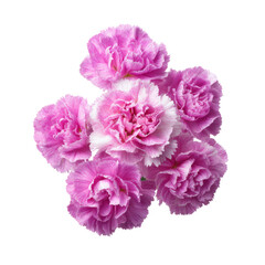 Pink Carnations Arrangement on White Background Capturing Delicate Petals and Vibrant Colors for Floral Design and Decoration