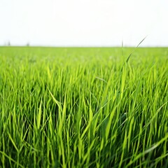an AI Image Generator, Vibrant Green Grass Border On White Background