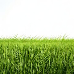 an AI Image Generator, Vibrant Green Grass Border On White Background