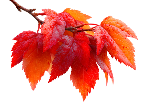 Autumn fall leaves on a branch isolated on transparent or white background, png