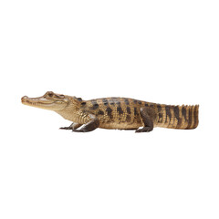 Naklejka premium Young Crocodile Resting on White Background with Detailed Scales and Distinctive Pattern Highlighted