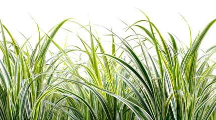 Tall variegated ornamental grass blades with delicate tips isolated on transparent background