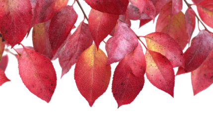 Close up of vibrant red autumn leaves isolated on transparent background