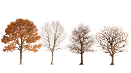 Fototapeta premium Four stylized trees with intricate branches isolated on transparent background