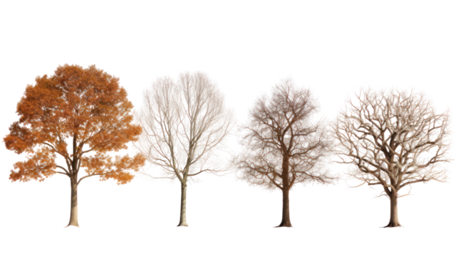 Four stylized trees with intricate branches isolated on transparent background - Powered by Adobe