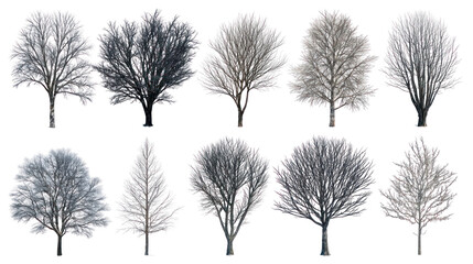 Collection of diverse bare winter trees isolated on transparent background