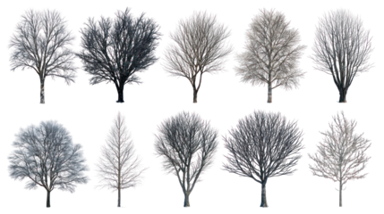 Collection of diverse bare winter trees isolated on transparent background