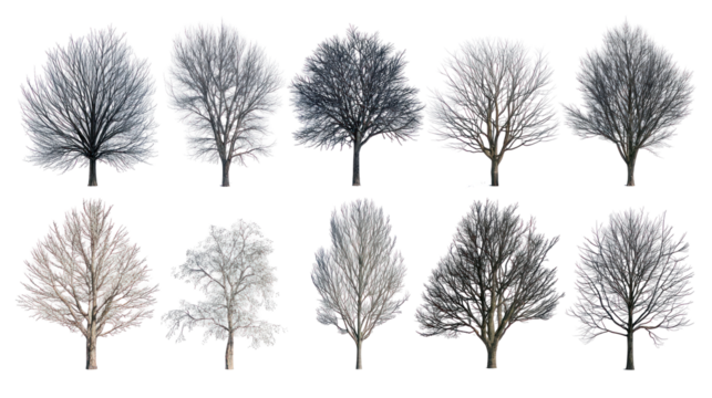 Collection of bare winter trees isolated on transparent background