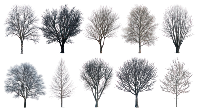 Collection of diverse bare winter trees isolated on transparent background