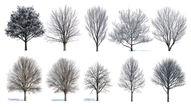 Collection of bare winter trees isolated on transparent background