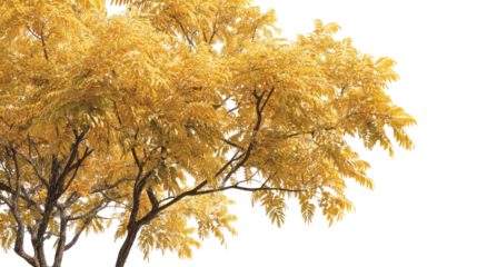 Golden autumn tree with dense foliage isolated on transparent background