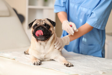 Female veterinarian giving vitamin A injection to pug dog in clinic, closeup