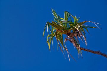 Windblown Bamboo Leaves Against 
Azure Blue Sky.