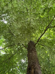 Fototapeta premium The trunk of a tree