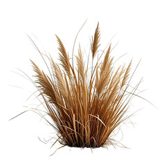 Obraz premium Natural Dried Pampas Grass Bush, Generative AI