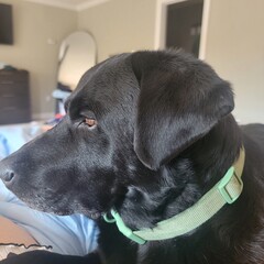 black labrador retriever