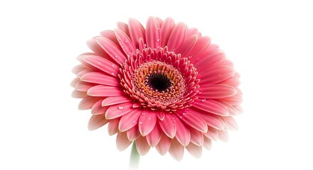 Close Up of a Pink Gerbera Daisy.