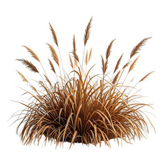 Obraz premium Natural Dried Pampas Grass Bush, Generative AI