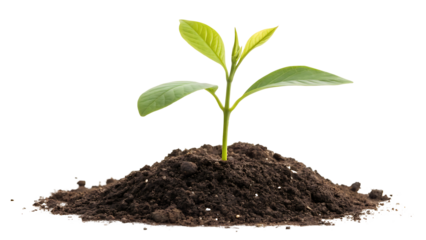 Small green plant growing in dark soil symbol of new life and environmental sustainability