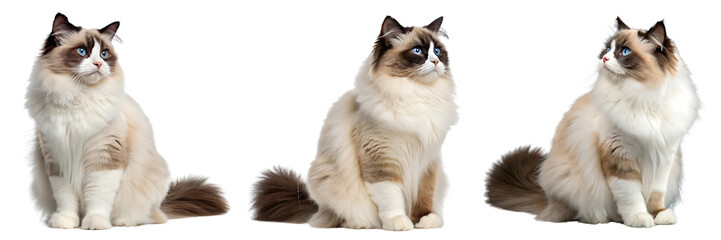 Three Ragdoll Cats Posing on a Black Background with Elegant Fur and Piercing Blue Eyes Adorable Feline Companions