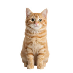 Adorable Orange Tabby: A close-up shot of a beautiful orange tabby cat, featuring its expressive green eyes and fluffy fur. Captured with a photorealistic style