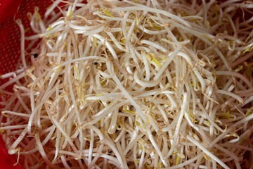 A close-up texture of fresh bean sprouts in a red colander, a nutritious ingredient popular in Vietnamese and Asian cuisine