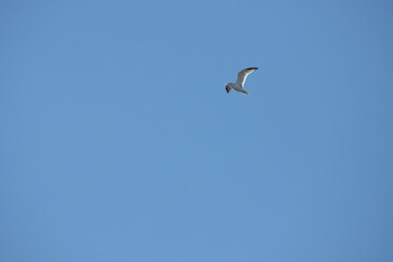 seagull in the sky