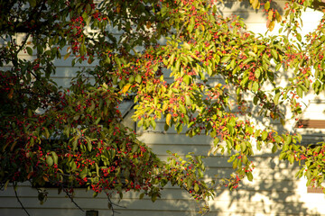 A tree with berries in the garden