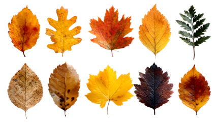 Collection of autumn fallen leaves. A leaf of oak, apple, maple, aspen, hawthorn, ash. Yellow, orange and brown leaves.