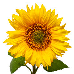 Fototapeta premium Sunflower head isolated on white background. Sun symbol. Flowers yellow, agriculture. Seeds and oil. Flat lay, top view. Bio. Eco. Creative