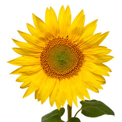 Fototapeta premium Sunflower head isolated on white background. Sun symbol. Flowers yellow, agriculture. Seeds and oil. Flat lay, top view. Bio. Eco. Creative