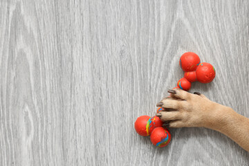 French bulldog's paw with toy on grey wooden floor, top view