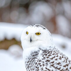 Snowy owl portrait in snowy landscape