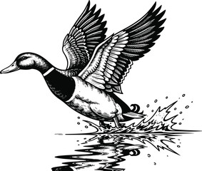 Duck taking flight from water, splash reflection scene, realistic bird motion, black and white wildlife illustration, nature vector, dynamic feather detail