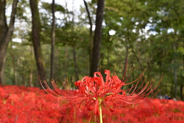 巾着田曼殊沙華公園　曼殊沙華　彼岸花