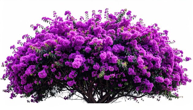 Lush purple flowering bush against white. The foliage bursts forth in vibrant blooms