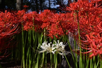 巾着田曼殊沙華公園　曼殊沙華　彼岸花