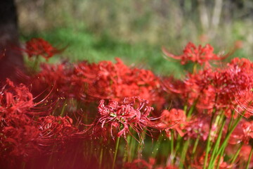 巾着田曼殊沙華公園　曼殊沙華　彼岸花