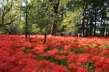 巾着田曼殊沙華公園　曼殊沙華　彼岸花