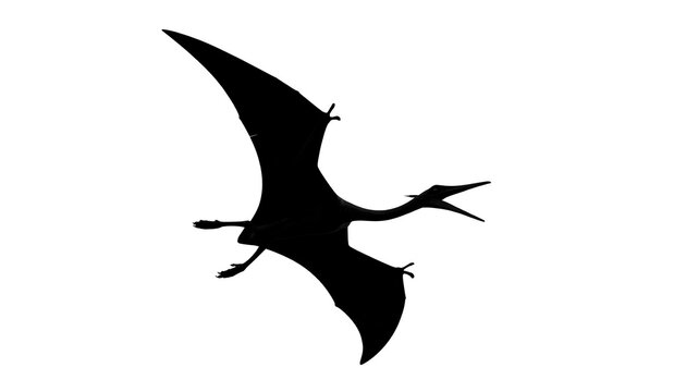 Black silhouette of a pterosaur in flight against a white background