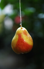 Fresh and Natural Red Pear hanging with thread isolated on natural background 