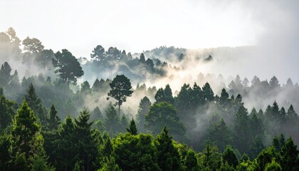 Lush green forest rises into the fog, sunlight breaking through in the distance
