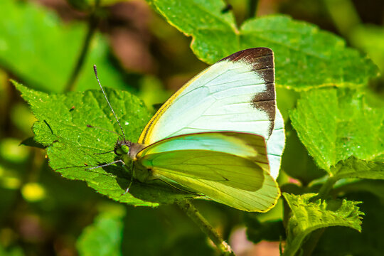 Leptophobia aripa, Green-eyed butterfly with white or yellow wings with black spots, on a leaf and a blurred background, White Mustard Butterfly, in the sierra de guadalupe, state of mexico
