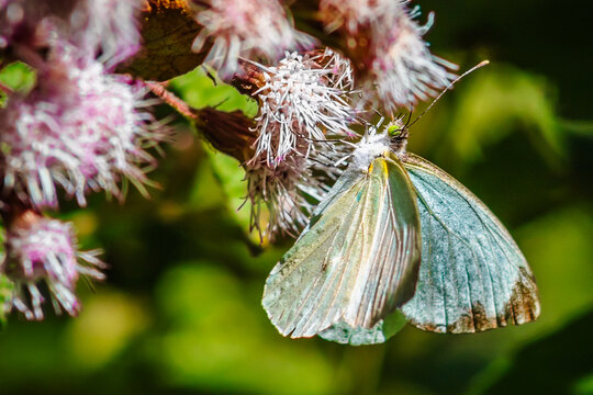 Leptophobia aripa, Green-eyed butterfly with white or yellow wings with black spots, on a leaf and a blurred background, White Mustard Butterfly, in the sierra de guadalupe, state of mexico