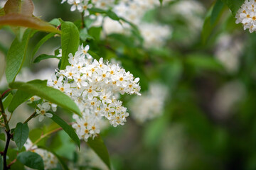 Bird cherry flowers on branches close-up