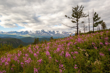 Mountain landscape with a meadow of flowers in the foreground