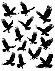 Obraz premium Collection of fifteen avian silhouettes in various flight positions against a white backdrop